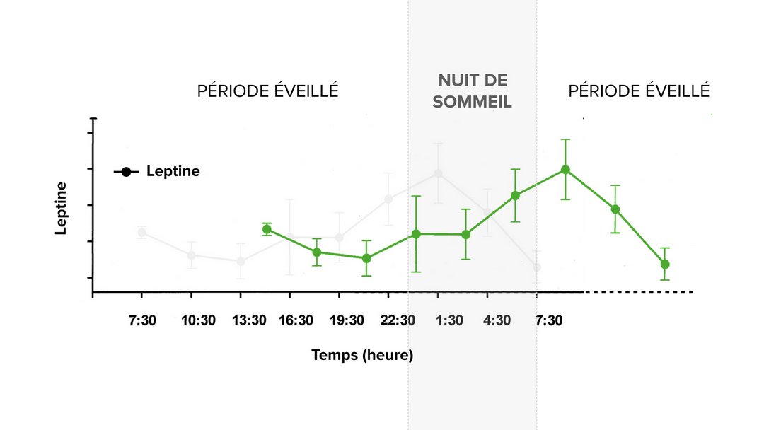 Décalage de la leptine quand on mange des féculents tard le soir